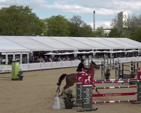 Reitturnier Amriswil 2025