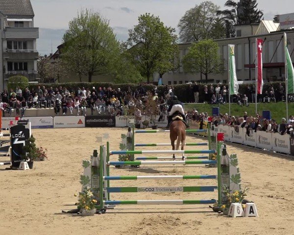 Reitturnier Amriswil 2025