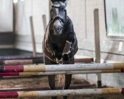 Springpferd Verano del Sole (Belgisches Warmblut, 2015)