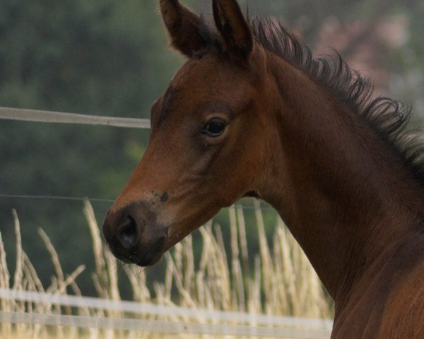 dressage horse La Bamba 56 (Westphalian, 2020, from Le Formidable)