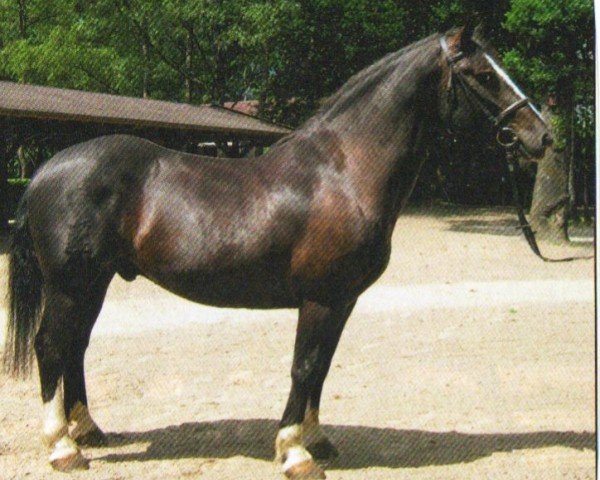 horse Victor (South German draft horse, 2008, from Schneeberg)