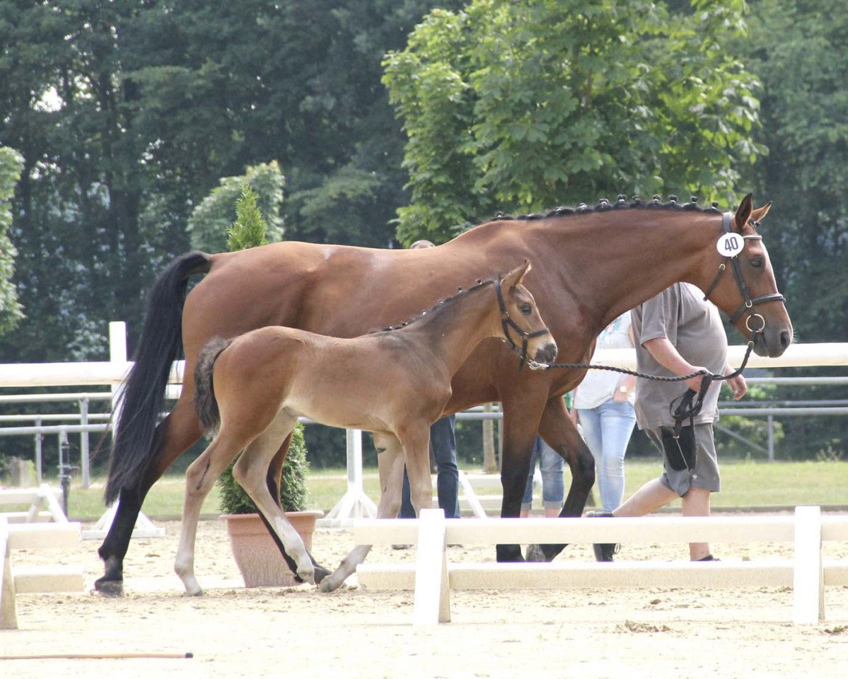 broodmare Fürstin (Westphalian, 2004, from Fürst Piccolo)
