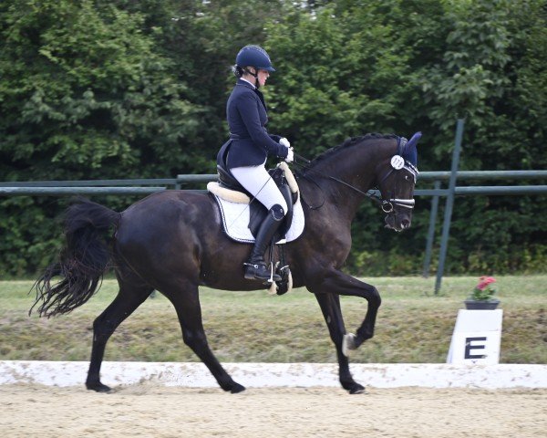 Dressurpferd Hollister 15 (Hannoveraner, 2011, von Hohenzollern)
