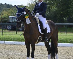 dressage horse Fine Fargo (Hanoverian, 2015, from Fürsten-Look)