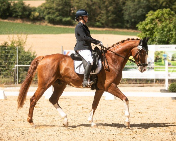 Dressurpferd Newcomer 17 (Deutsches Sportpferd, 2015, von Negro)