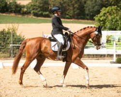 dressage horse Newcomer 17 (German Sport Horse, 2015, from Negro)