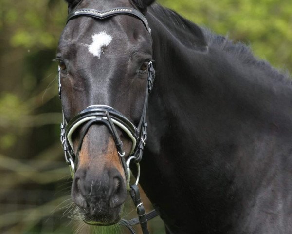 dressage horse Summernight Dancer (Oldenburg, 2006, from Samarant)