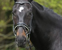 dressage horse Summernight Dancer (Oldenburg, 2006, from Samarant)