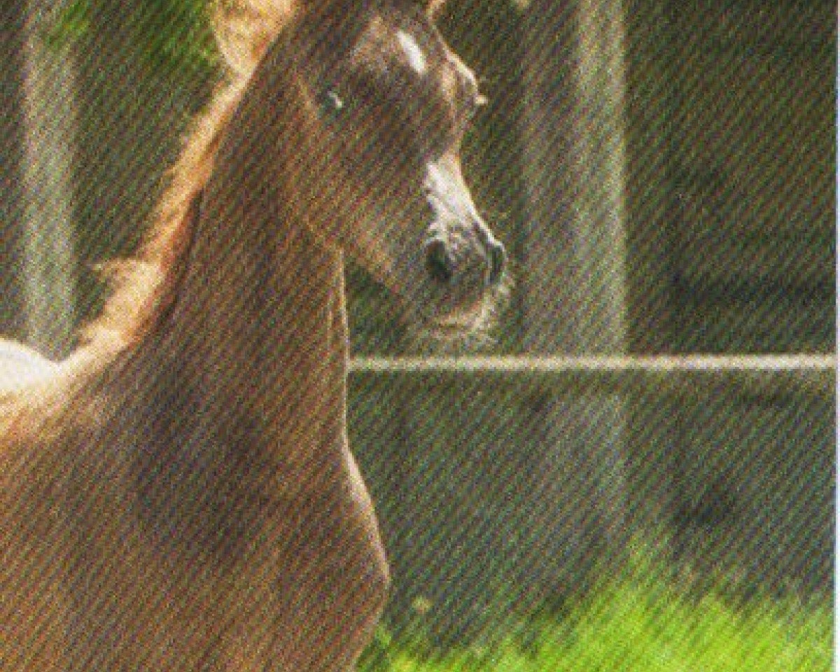 horse Euraan ox (Arabian purebred, 2013, from EUROPE AL KHIDAR ox)