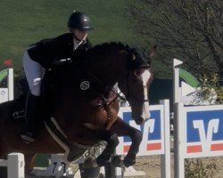 Springpferd Next Round F (Deutsches Sportpferd, 2019, von Neustein)