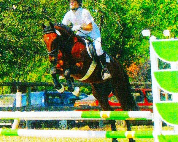 Springpferd Tilia Timber (New-Forest-Pony, 1991, von Brock Buccaneer)