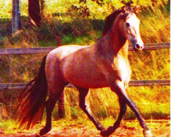 Deckhengst Bravucon S.T. (Pura Raza Espanola (PRE), 2001, von Lerno S.T.)
