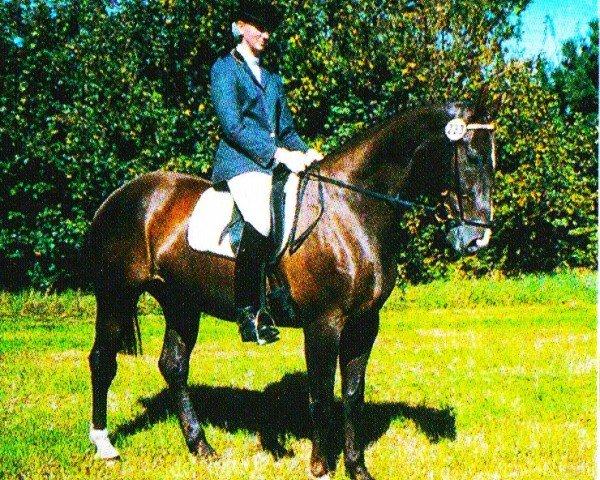 horse Donna Venezia 2 (Oldenburg, 2000, from Dream of Heidelberg I)