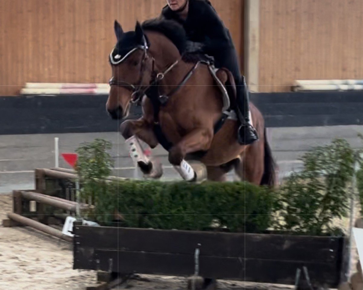 jumper Kazimir le Brise-Coer (Oldenburg show jumper, 2020, from Kazan Z)