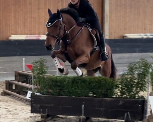 horse Kazimir le Brise-Coer (Oldenburg show jumper, 2020, from Kazan Z)