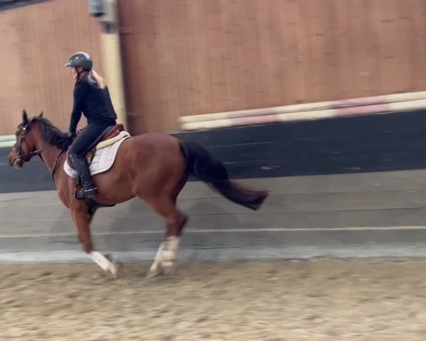 Video of Kazimir le Brise-Coer