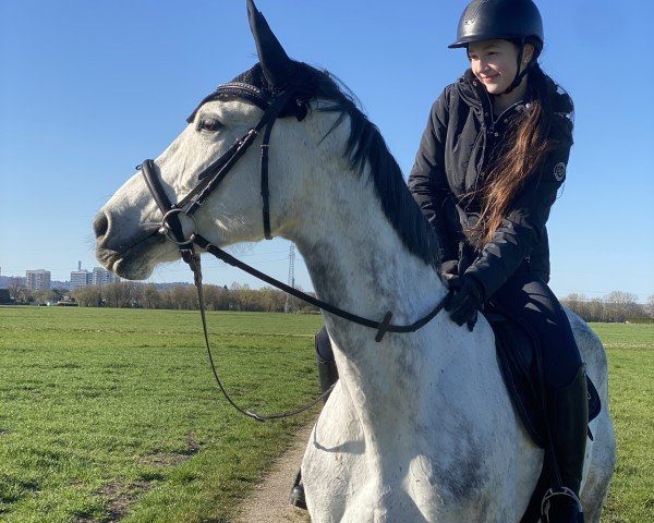 Springpferd Certainly 3 (Hannoveraner, 2015, von Cinsey)
