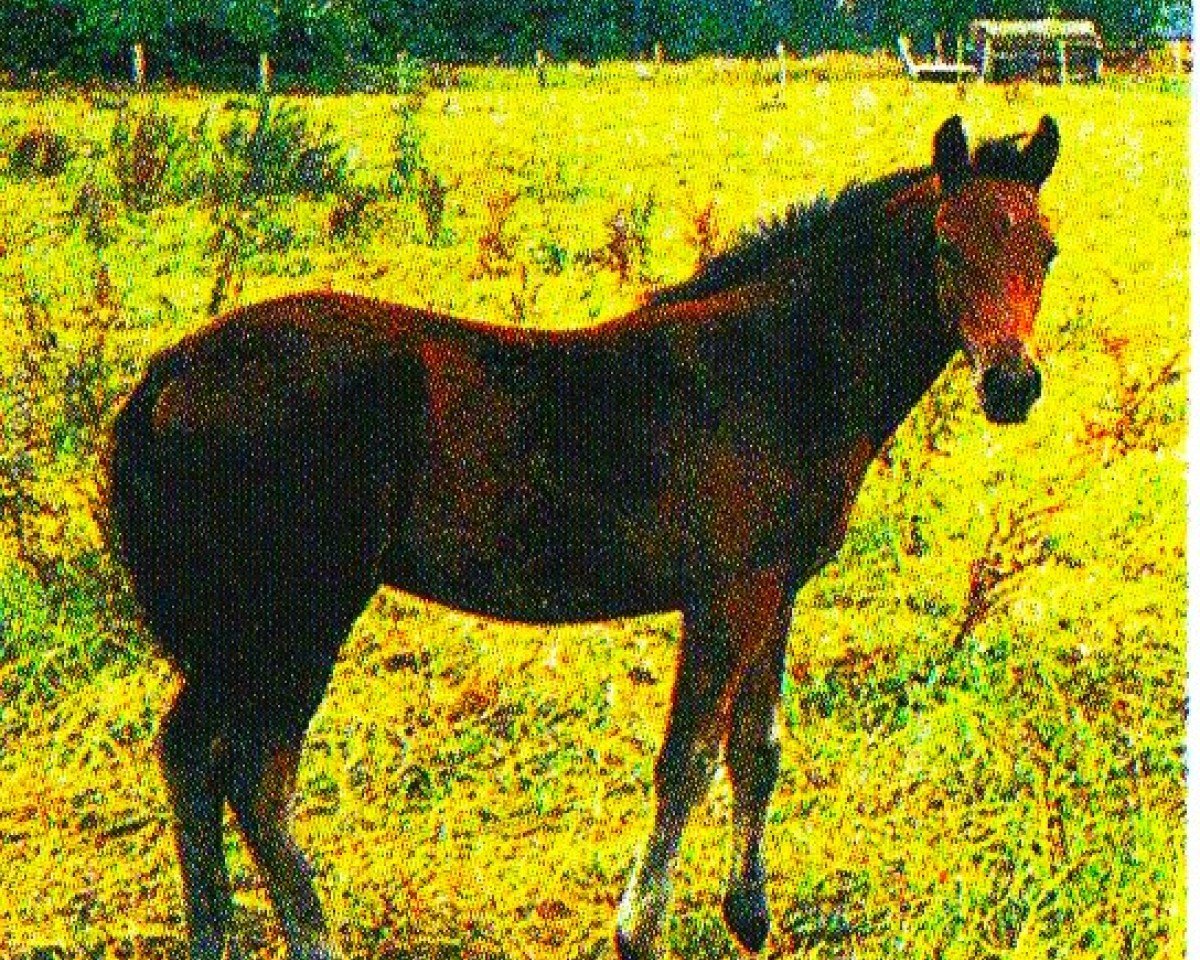 Cavallo da salto Daikiro (Knabstrupper, 2004, di Dinus)