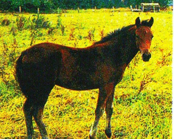jumper Daikiro (Knabstrupper, 2004, from Dinus)