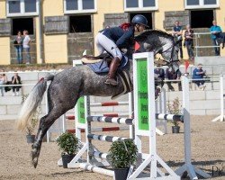 jumper Madame 100 (German Sport Horse, 2018, from DSP Meridian)