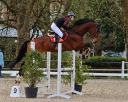 jumper Balino S (Westphalian, 2016, from Blockbuster)