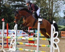 jumper Kali des Alizes (Belgium Sporthorse, 2016, from Quinar)