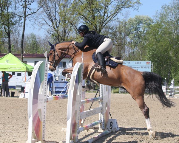 Springpferd Kasper 188 (Belgisches Warmblut, 2017)