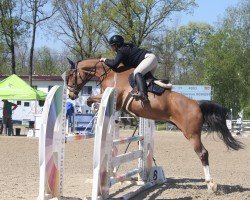 jumper Kasper 188 (Belgian Warmblood, 2017)