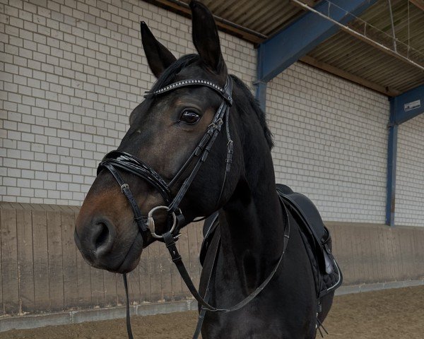 horse Be My Friend 6 (Westphalian, 2015, from Belconi)