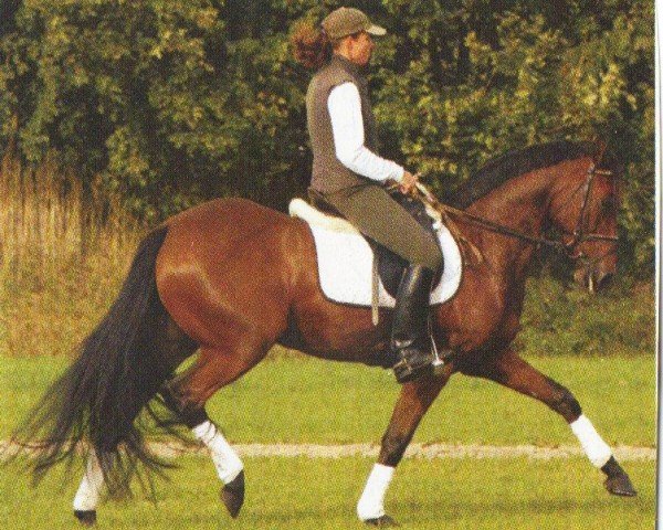 dressage horse So.Dornkaat (German Riding Pony, 1999, from Proud Dandy S)