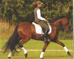 dressage horse So.Dornkaat (German Riding Pony, 1999, from Proud Dandy S)