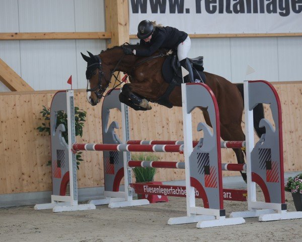 jumper Caspar 347 (Hanoverian, 2018, from Comte) jumper Caspar 347 (Hanoverian, 2018, from Comte)