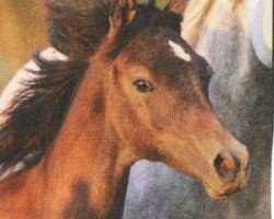 jumper Lotus ox 259 (Arabian purebred, 2009, from Al Lahab 1999 EAO)