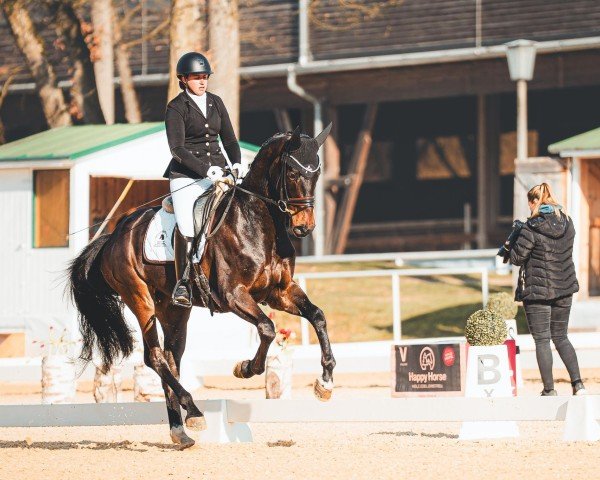 horse Cadeau D´Amour (Austrian Warmblood, 2021, from Cadeau Noir)