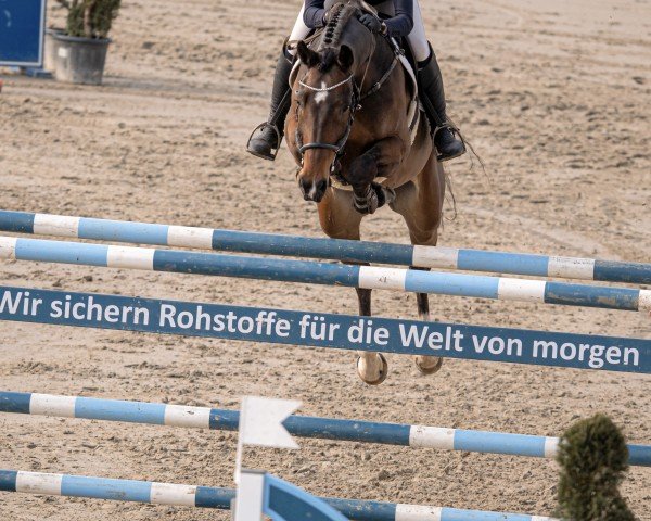 jumper Bellina Royale (Westphalian, 2016, from Bellini Royal)