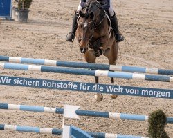 Springpferd Bellina Royale (Westfale, 2016, von Bellini Royal)