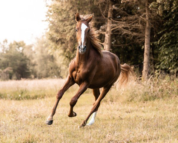 Pferd Dumblebee G (Oldenburger, 2023, von Donier)