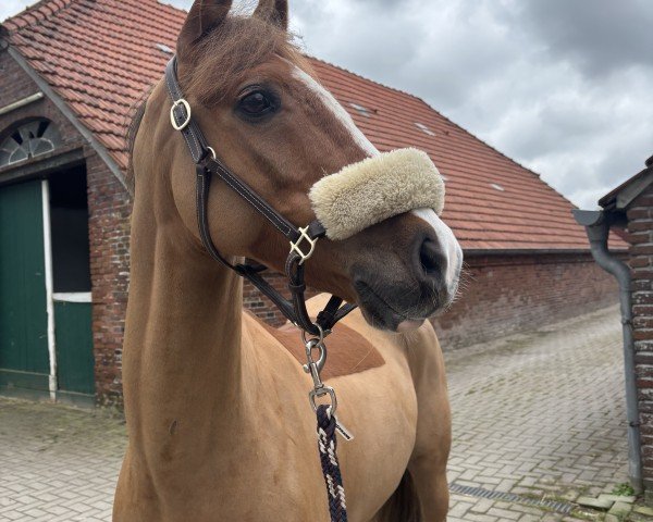 Springpferd Fly High Hanki (Deutsches Reitpony, 2018, von Call Me Hanki)
