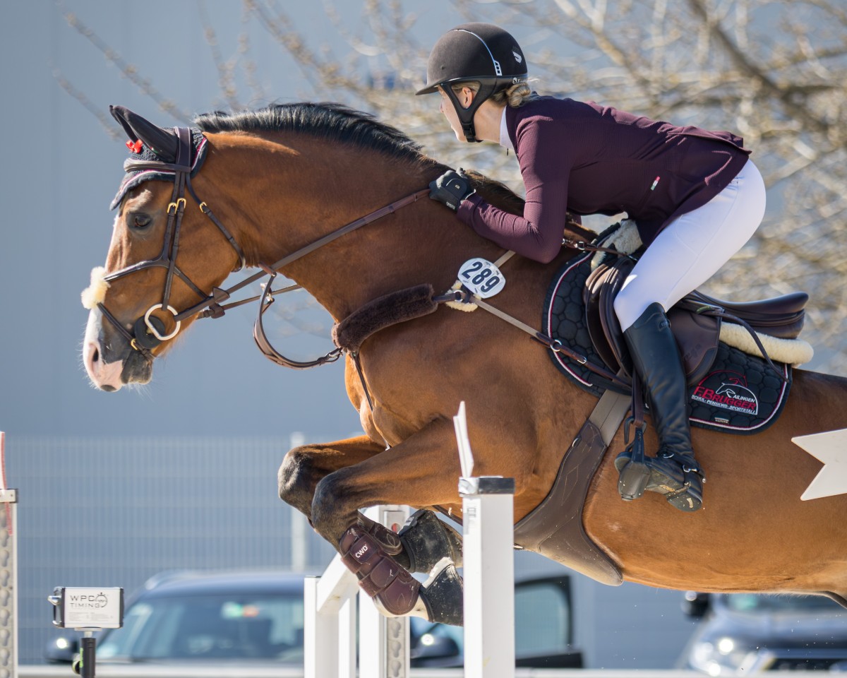Springpferd Quite Quabri (Holsteiner, 2019, von Quabri de l'Isle)