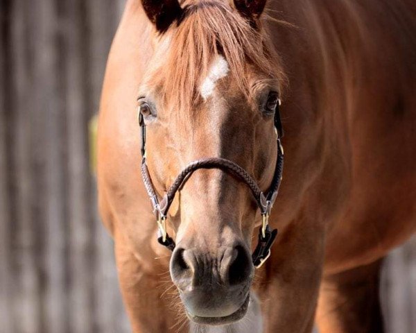 horse Peyman2 (Westphalian, 2009, from Peking)