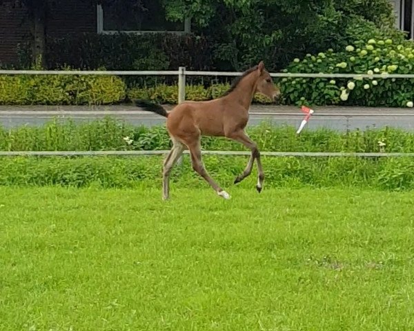 horse Copaya (Westphalian, 2021, from Opium Jw van de Moerhoeve Tn)