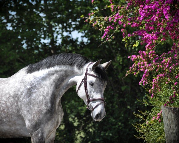 jumper Delilah 78 (Holsteiner, 2019, from Del 'Arko d'Henvet)