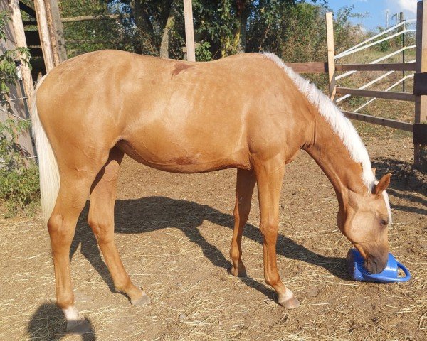 Pferd Fohlen von Champagner Fizz / Diamante (Deutsches Sportpferd, 2023, von Champagner Fizz)