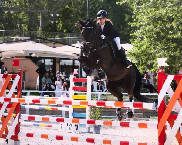 horse Hazelhorst's Romario (New Forest Pony, 2005, from Kantje's Ronaldo)