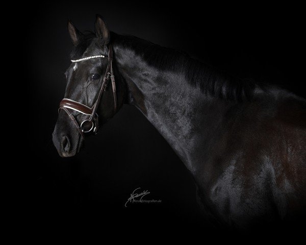 horse Rain-Beau GS (KWPN (Royal Dutch Sporthorse), 2021, from Le Formidable)