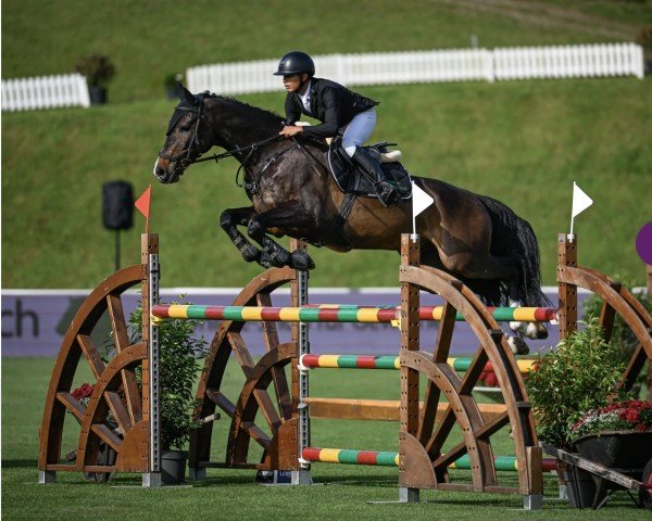 jumper Hidden Treasure (KWPN (Royal Dutch Sporthorse), 2012, from Tangelo van de Zuuthoeve) jumper Hidden Treasure (KWPN (Royal Dutch Sporthorse), 2012, from Tangelo van de Zuuthoeve)