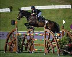 jumper Hidden Treasure (KWPN (Royal Dutch Sporthorse), 2012, from Tangelo van de Zuuthoeve)