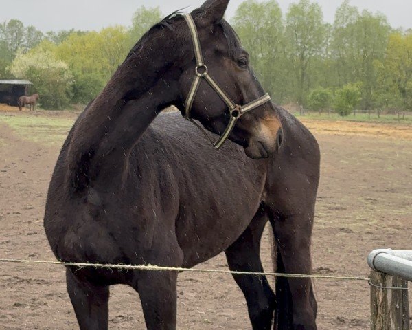 horse Titulus Blumenhirsch (Trakehner, 2021, from Titulus)
