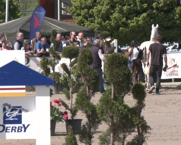 Hengstschau Lenklarer Reitertage 2025