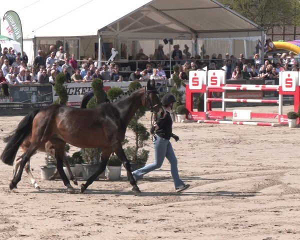 Hengstschau Lenklarer Reitertage 2025